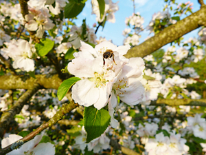 Apfelblüte-und-Hummel